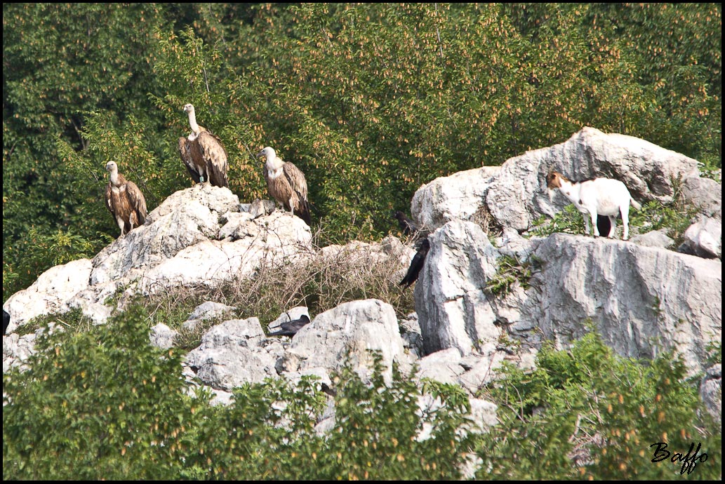Finalmente i grifoni!